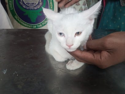 Pets Specific Clinic