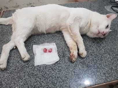 Abrar Petscare Veterinary Clinic & Mart