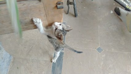 Govt. Veterinary Clinic