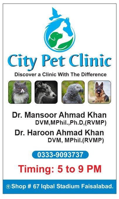 City Pet Clinic
