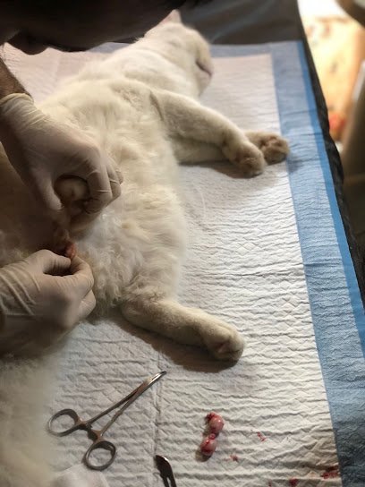 Pets Health Center