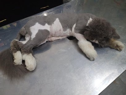 Pet Aid Clinic