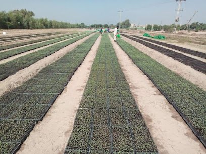 Evergreen Farms