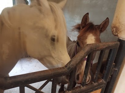 Equine (Horse) Veterinary Services
