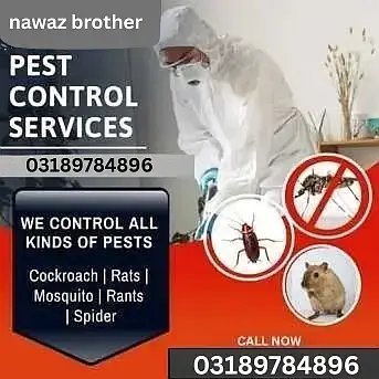 Dengue Spray Termite Control