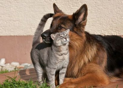 Askari Veterinary Clinic & K9 Training Centre
