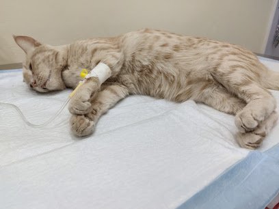 Purepaws Pet Clinic