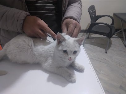 Ghauri Birds & Pet Animal Clinic
