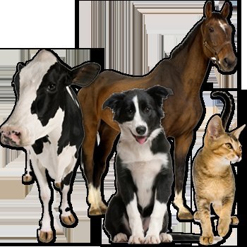Makkah Veterinary Store