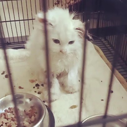 Dr. Ali'S Veterinary Hospital