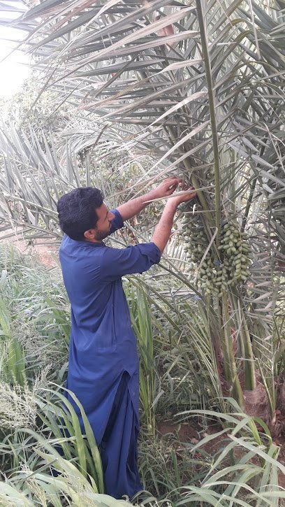 Dr. Naseer Baloch