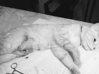 Pets Doctor-Pawsitive Clinic