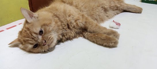 Bukhari Pets Care