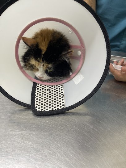 My Pet Hospital