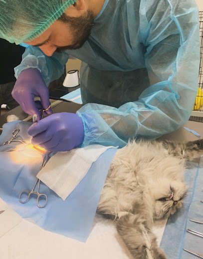 City Vet Animal Hospital