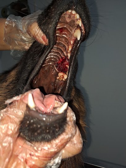 Animal'S Diagnostic Laboratory