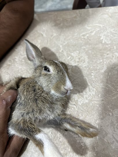 Al Palzam Pets Clinic
