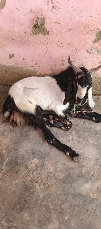 Al Shifa Veterinary Services