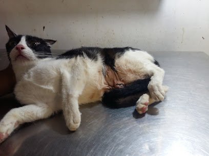 Stress Free Vet Care