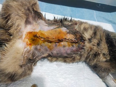 Dr. Ali'S Clinic & Animal Mart