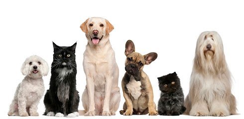 Taimoor Baadshah Pet Care