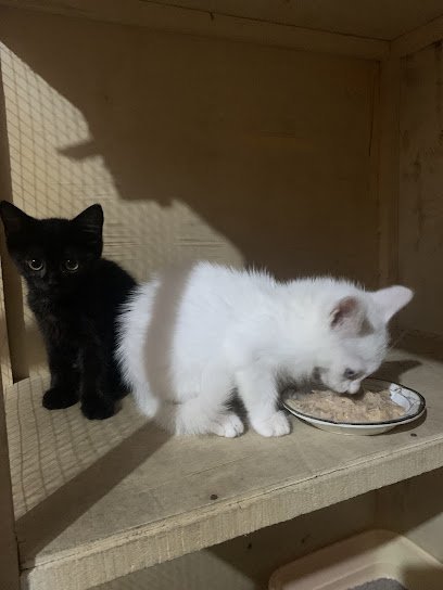 Vet Pet Life