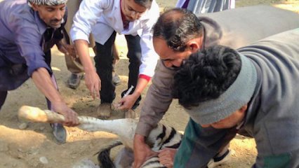 Lahore Veterinary Services