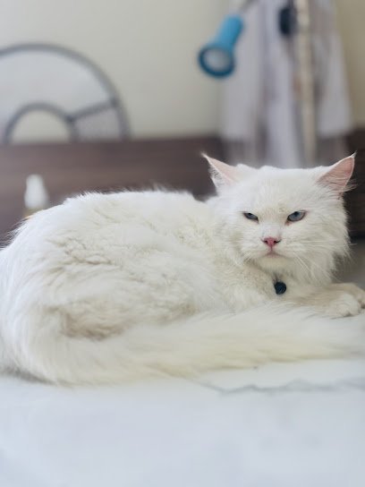 Apex Pets Clinic & Vet Services