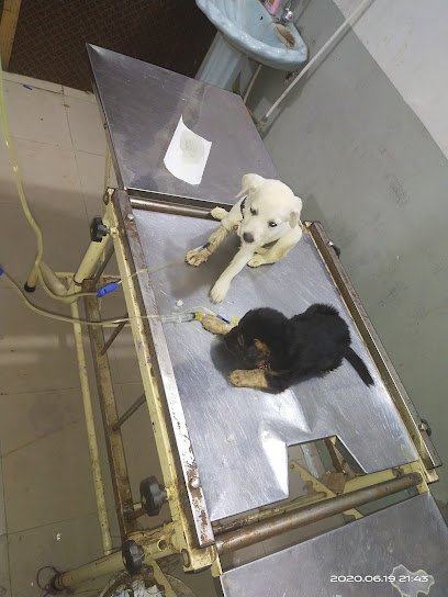 Pets Club Clinic And Hospital