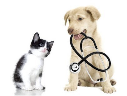 The Vets Clinic