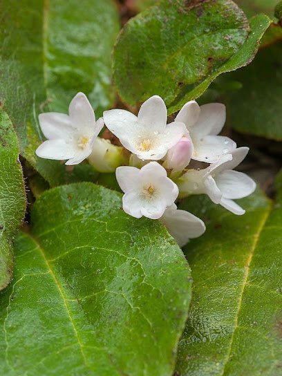 Dr. Hamid Inatural Medicinal Herbs