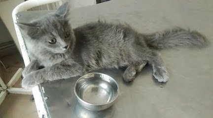 Dr Safdar'S Vet Clinic