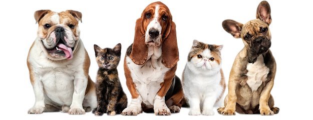 Rehbar Pets Clinic