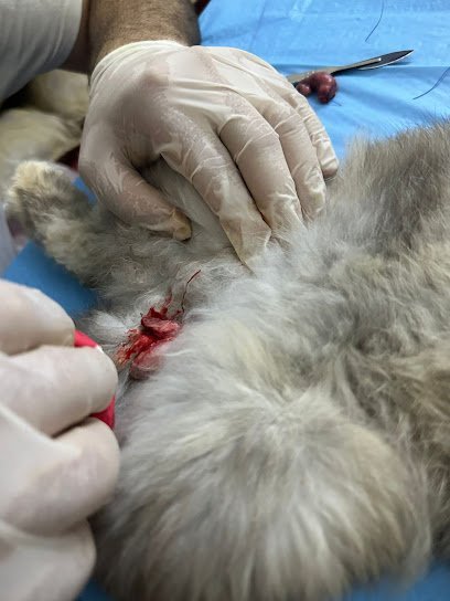 Dr Omer Javed Qazi'S Pet Clinic