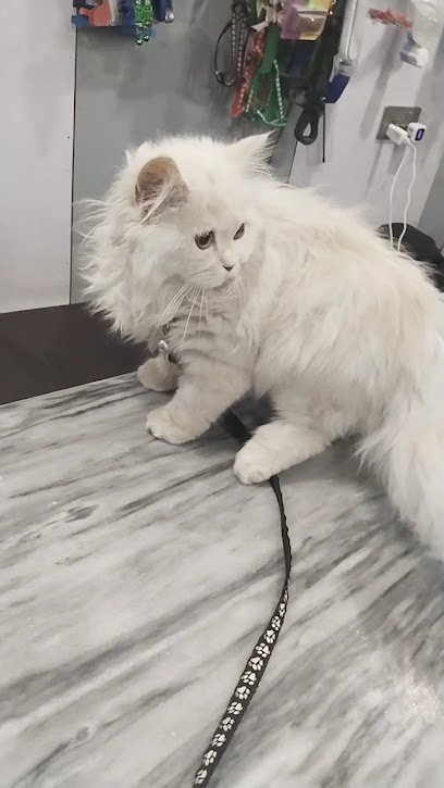 Dr. Masooms Pets Clinic