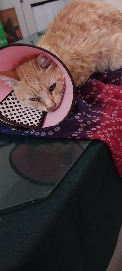 Pet Care Clinic