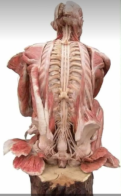 Bahria Brain & Spine Clinic
