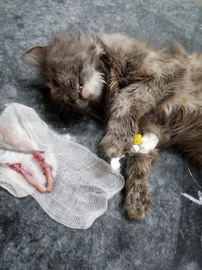 Oriental Pets Clinic