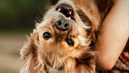 Petspace Animal Hospital